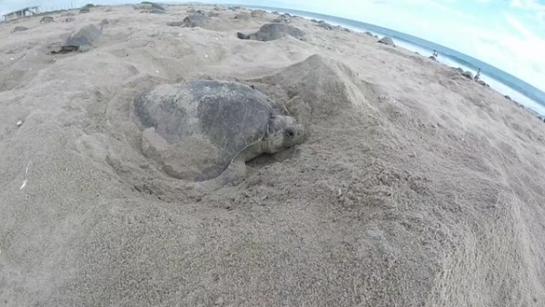 [QRO] Arribo de tortugas